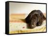 Chocolate Lab Puppy on Bed-Jim Craigmyle-Framed Stretched Canvas