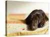 Chocolate Lab Puppy on Bed-Jim Craigmyle-Stretched Canvas