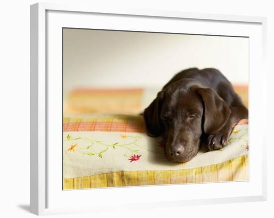 Chocolate Lab Puppy on Bed-Jim Craigmyle-Framed Photographic Print