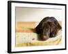 Chocolate Lab Puppy on Bed-Jim Craigmyle-Framed Photographic Print