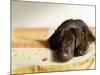 Chocolate Lab Puppy on Bed-Jim Craigmyle-Mounted Photographic Print