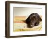 Chocolate Lab Puppy on Bed-Jim Craigmyle-Framed Photographic Print