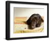 Chocolate Lab Puppy on Bed-Jim Craigmyle-Framed Photographic Print