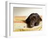 Chocolate Lab Puppy on Bed-Jim Craigmyle-Framed Photographic Print