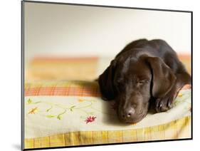 Chocolate Lab Puppy on Bed-Jim Craigmyle-Mounted Photographic Print