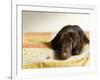 Chocolate Lab Puppy on Bed-Jim Craigmyle-Framed Photographic Print