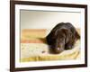 Chocolate Lab Puppy on Bed-Jim Craigmyle-Framed Photographic Print