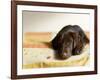 Chocolate Lab Puppy on Bed-Jim Craigmyle-Framed Photographic Print