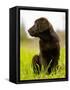 Chocolate Lab Puppy-Jim Craigmyle-Framed Stretched Canvas