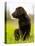 Chocolate Lab Puppy-Jim Craigmyle-Stretched Canvas