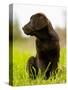 Chocolate Lab Puppy-Jim Craigmyle-Stretched Canvas