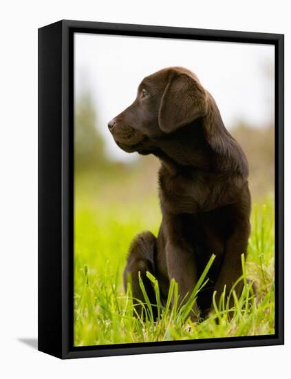 Chocolate Lab Puppy-Jim Craigmyle-Framed Stretched Canvas