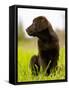 Chocolate Lab Puppy-Jim Craigmyle-Framed Stretched Canvas