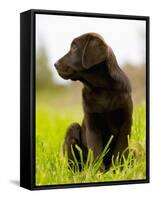 Chocolate Lab Puppy-Jim Craigmyle-Framed Stretched Canvas