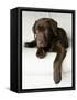 Chocolate Lab Puppy-Jim Craigmyle-Framed Stretched Canvas