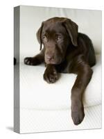 Chocolate Lab Puppy-Jim Craigmyle-Stretched Canvas