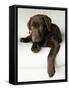 Chocolate Lab Puppy-Jim Craigmyle-Framed Stretched Canvas