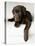Chocolate Lab Puppy-Jim Craigmyle-Stretched Canvas