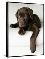 Chocolate Lab Puppy-Jim Craigmyle-Framed Stretched Canvas