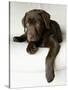 Chocolate Lab Puppy-Jim Craigmyle-Stretched Canvas