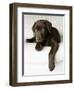 Chocolate Lab Puppy-Jim Craigmyle-Framed Photographic Print