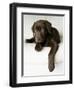 Chocolate Lab Puppy-Jim Craigmyle-Framed Photographic Print