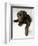 Chocolate Lab Puppy-Jim Craigmyle-Framed Photographic Print