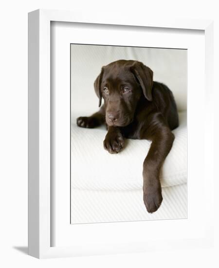 Chocolate Lab Puppy-Jim Craigmyle-Framed Photographic Print