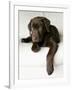 Chocolate Lab Puppy-Jim Craigmyle-Framed Photographic Print