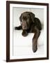 Chocolate Lab Puppy-Jim Craigmyle-Framed Photographic Print