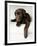 Chocolate Lab Puppy-Jim Craigmyle-Framed Photographic Print