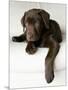 Chocolate Lab Puppy-Jim Craigmyle-Mounted Photographic Print