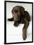 Chocolate Lab Puppy-Jim Craigmyle-Framed Photographic Print