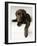 Chocolate Lab Puppy-Jim Craigmyle-Framed Photographic Print