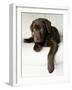 Chocolate Lab Puppy-Jim Craigmyle-Framed Photographic Print