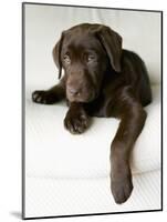 Chocolate Lab Puppy-Jim Craigmyle-Mounted Photographic Print
