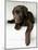 Chocolate Lab Puppy-Jim Craigmyle-Mounted Photographic Print