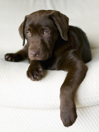 box of chocolate labs