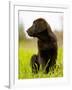 Chocolate Lab Puppy-Jim Craigmyle-Framed Photographic Print