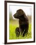 Chocolate Lab Puppy-Jim Craigmyle-Framed Photographic Print