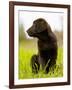 Chocolate Lab Puppy-Jim Craigmyle-Framed Photographic Print