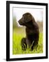 Chocolate Lab Puppy-Jim Craigmyle-Framed Photographic Print