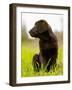 Chocolate Lab Puppy-Jim Craigmyle-Framed Photographic Print