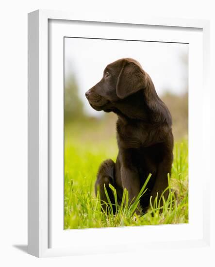 Chocolate Lab Puppy-Jim Craigmyle-Framed Photographic Print