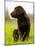 Chocolate Lab Puppy-Jim Craigmyle-Mounted Photographic Print