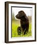 Chocolate Lab Puppy-Jim Craigmyle-Framed Photographic Print