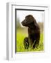 Chocolate Lab Puppy-Jim Craigmyle-Framed Photographic Print