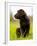 Chocolate Lab Puppy-Jim Craigmyle-Framed Photographic Print