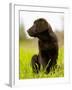 Chocolate Lab Puppy-Jim Craigmyle-Framed Photographic Print