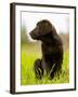 Chocolate Lab Puppy-Jim Craigmyle-Framed Photographic Print